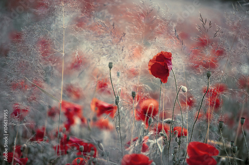 Fototapeta Naklejka Na Ścianę i Meble -  Klatschmohn im Frühling