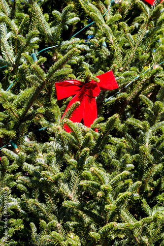 Red Velvet Bow in Christmas Tree photo