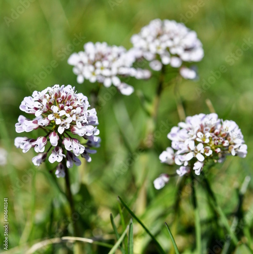 The small wildflower Alpine Penny-cress flowering in early spring © hhelene