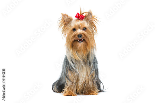 Canvas Print Beautiful yorkshire terrier sitting