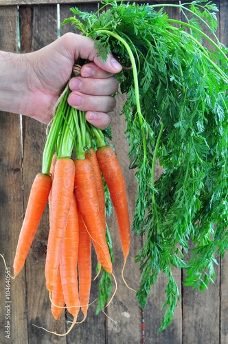 Organic carrots in a man's hand on a wooden background