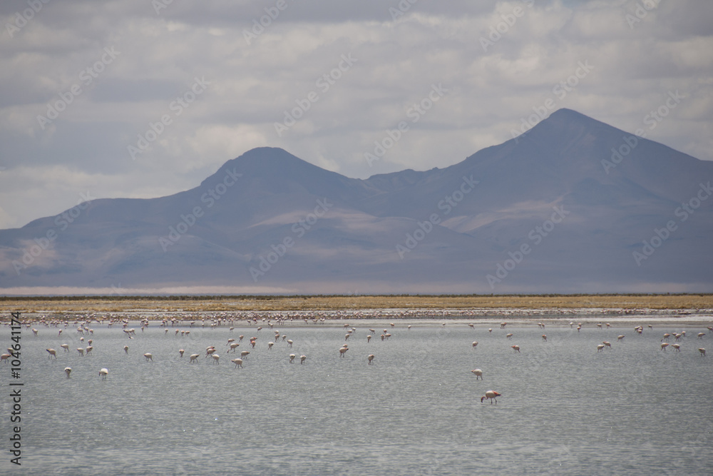 Flamencos comiendo y volando en un lago salado en el desierto de Atacama, Chile