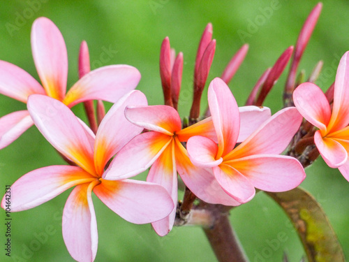 pink Plumeria blossoms