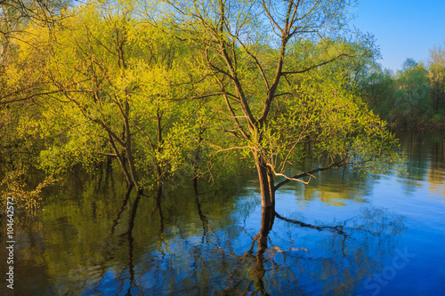Tree Standing In Water During Spring Flood