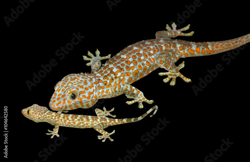 Tokay geckos