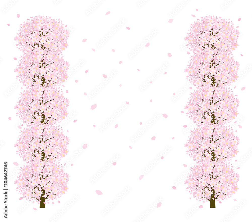 Fototapeta premium 桜並木 縦