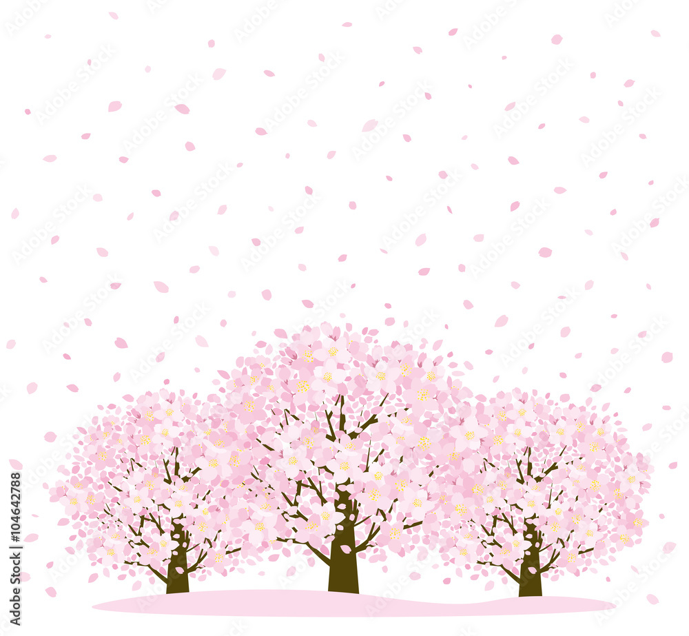 Fototapeta premium 桜