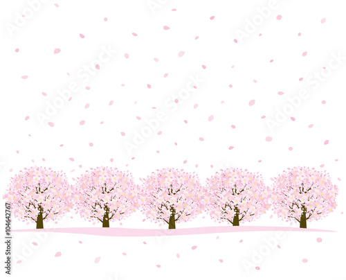 桜並木　横一列