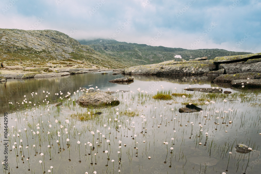 Mountains lake with cottongrass, cotton-grass or cottonsedge Eri