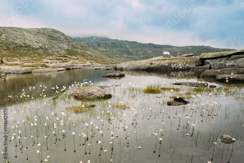 Mountains lake with cottongrass, cotton-grass or cottonsedge Eri photo