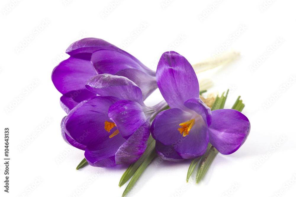Obraz premium crocus on white background - fresh spring flowers
