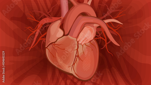 Anatomical heart vector on red background.
