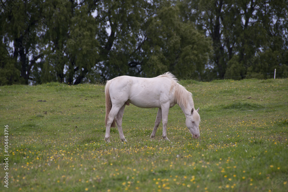 Caballo blanco comiendo en un pasto verde, Chile Caballo blanco comiendo en un pasto verde, Chile