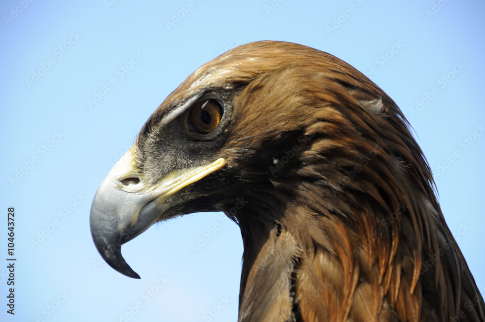 aquila reale