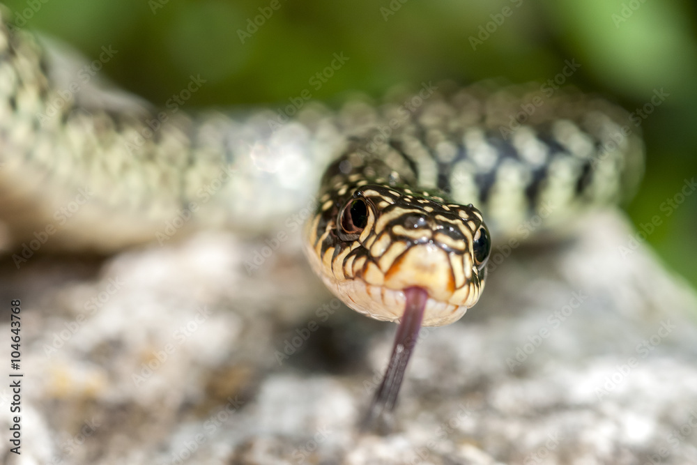 serpente