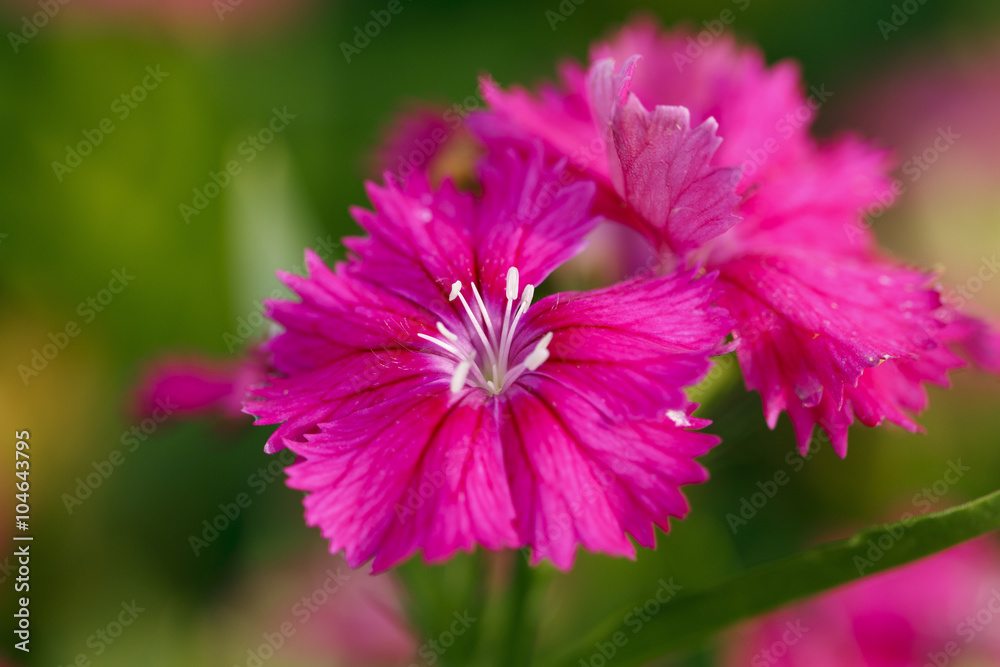 Obraz premium Pink carnation with pollen