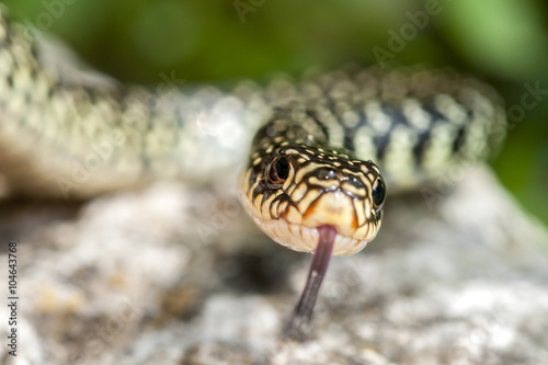 Obraz na płótnie serpente w salonie