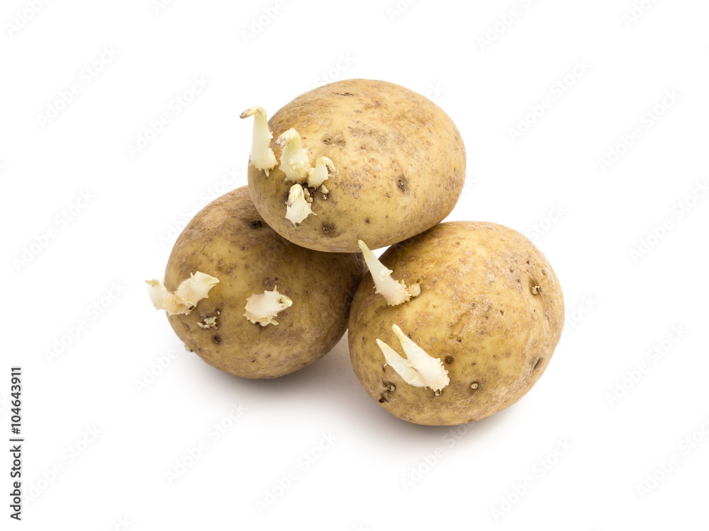 Pile of three potatoes with sprouts on white background Pile of three potatoes with sprouts on white background
