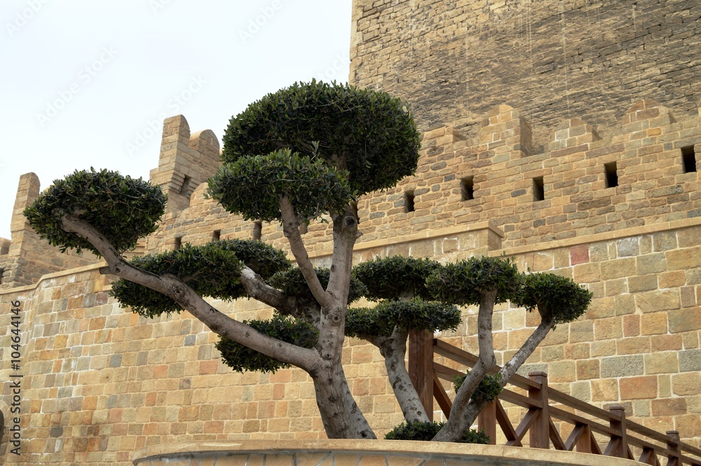 Obraz premium What age Fortress or trees.