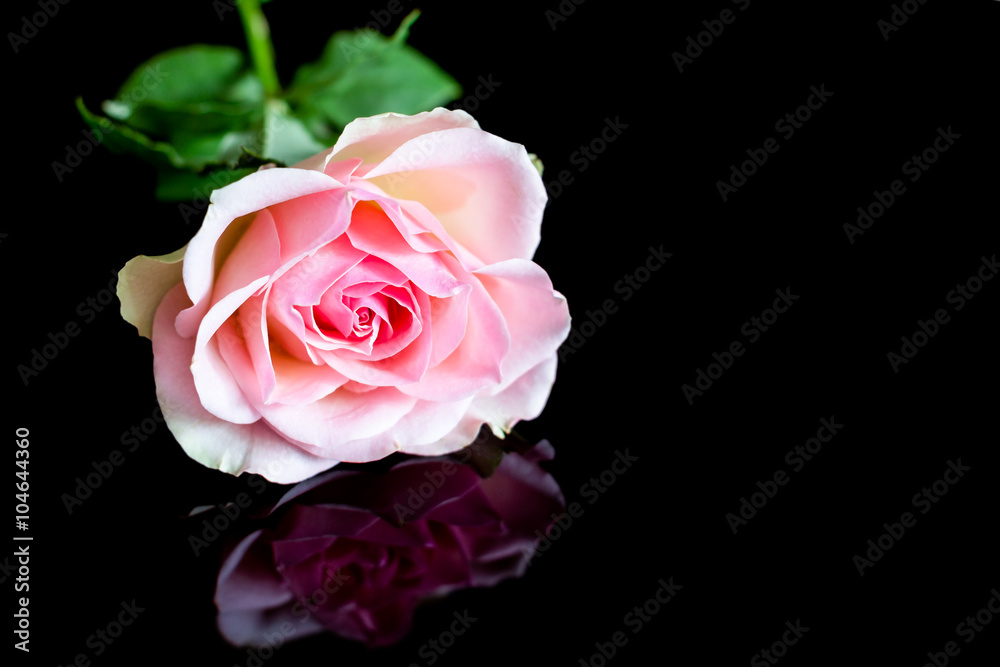 Pink rose on black Pink rose on black