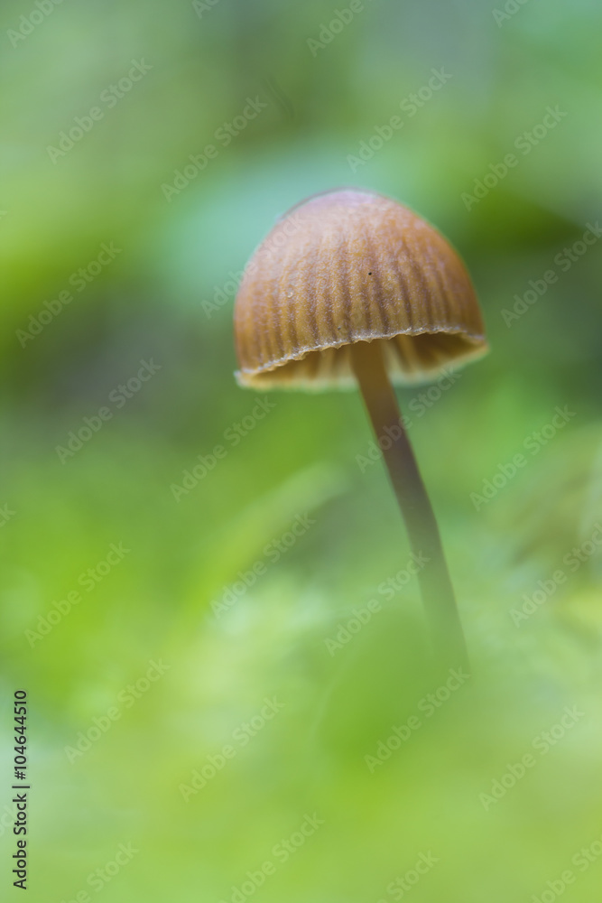 Seta Galerina Seta Galerina