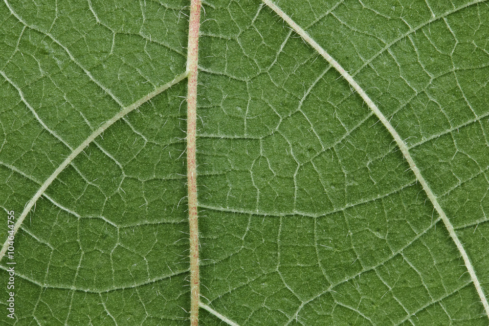 Green leaf texture for pattern Green leaf texture for pattern