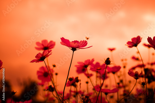 Fototapeta Naklejka Na Ścianę i Meble -  Abatract. Sweet color cosmos flowers in the bokeh texture soft blur with pastel tone for background