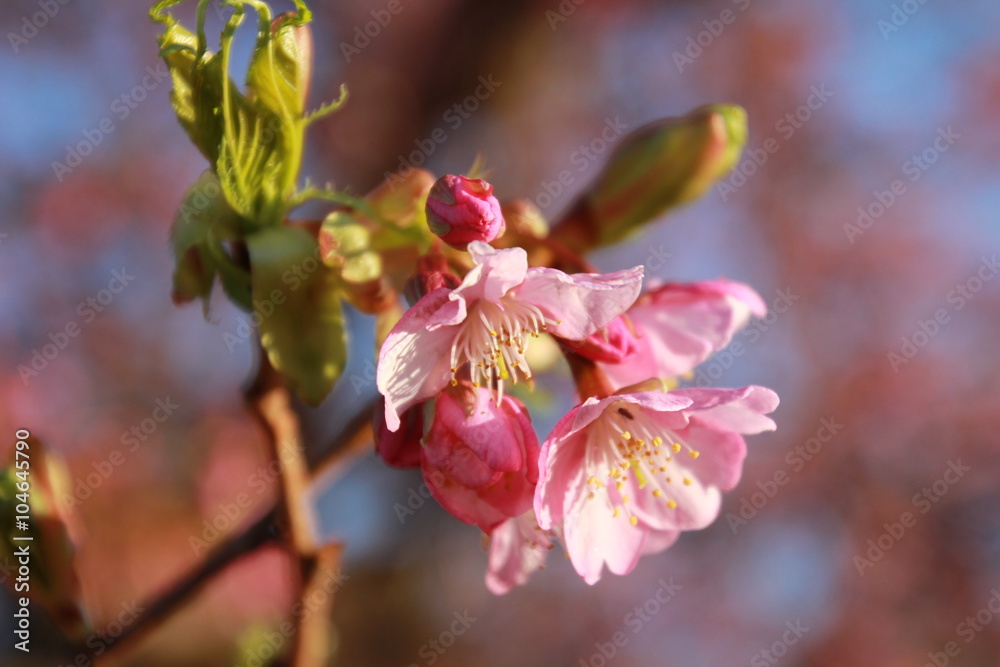 Obraz premium 桜の花