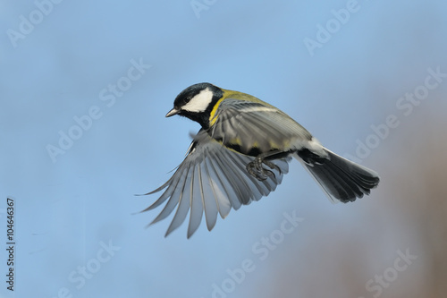 Flying Great tit against blue sky background
