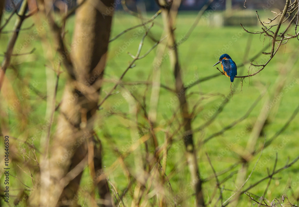 Eurasian kingfisher on a branch at Marlot, The Hague watching for its prey Eurasian kingfisher on a branch at Marlot, The Hague watching for its prey