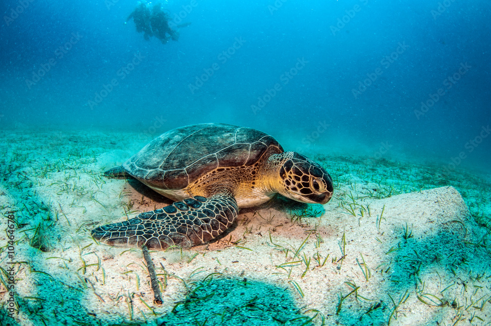 Obraz premium Sea Turtle