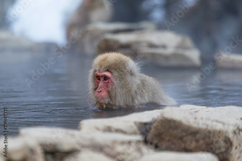 Monkey enjoy hot spring in Japanese © leungchopan