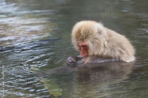 Monkey enjoy onsen