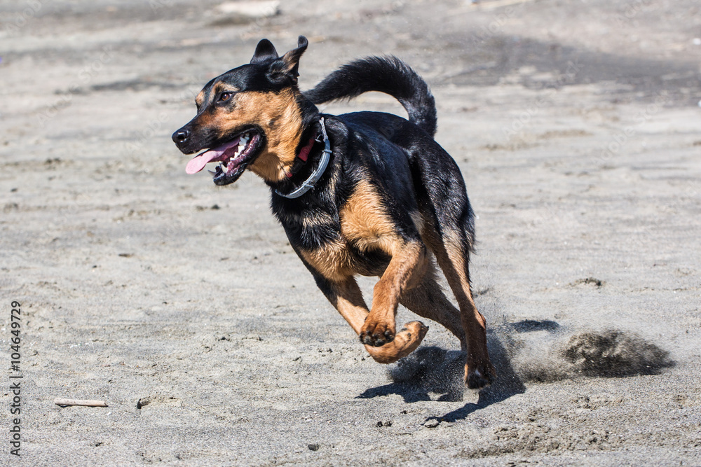 Un cane correre felice in spiaggia Un cane correre felice in spiaggia