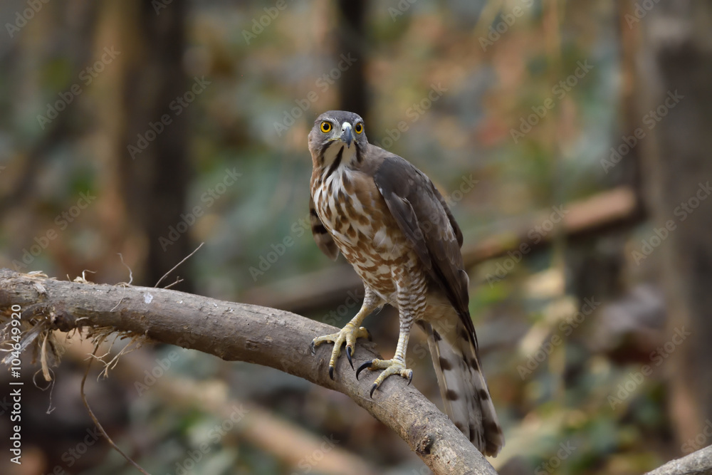 Obraz premium Shikra