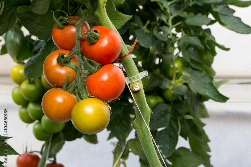 tomate ramo en planta