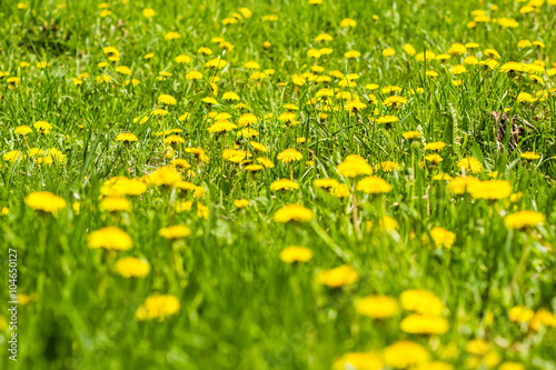 Yellow dandelion flowers with leaves in green grass