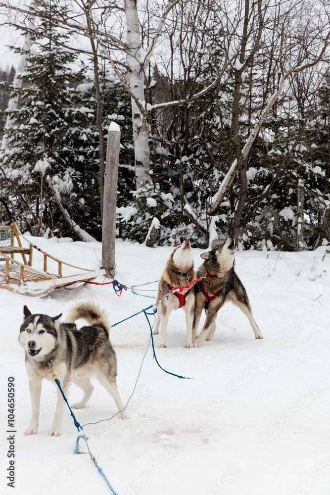 Traineau tiré par attelage de chiens dans le Grand Nord Canadien Traineau tiré par attelage de chiens dans le Grand Nord Canadien
