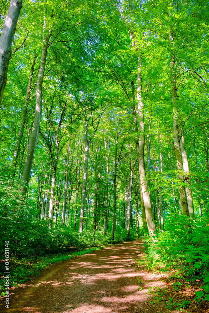 Fototapeta premium Waldweg im Sonnenschein