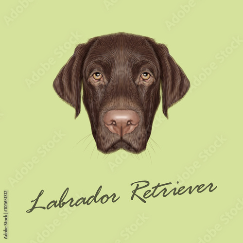 Labrador Retriever Dog portrait. 