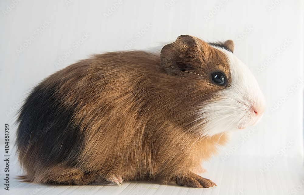 Fototapeta premium closeup of cute guinea pig