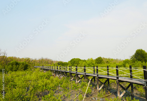 Old wood bridge is walkway in to mangrove forest