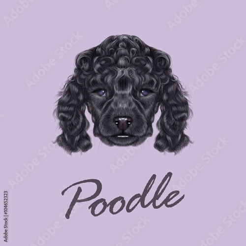 Poodle Puppy portrait