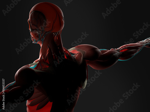 Human anatomy 3D futuristic technology scan.Back and shoulders.