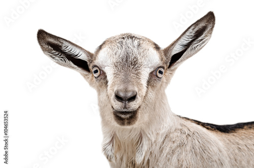 Portrait of a young gray goat