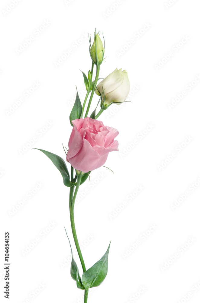 Two pale pink flowers isolated on white. Eustoma