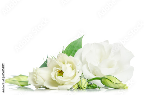 Beautiful eustoma flowers isolated on white background and free