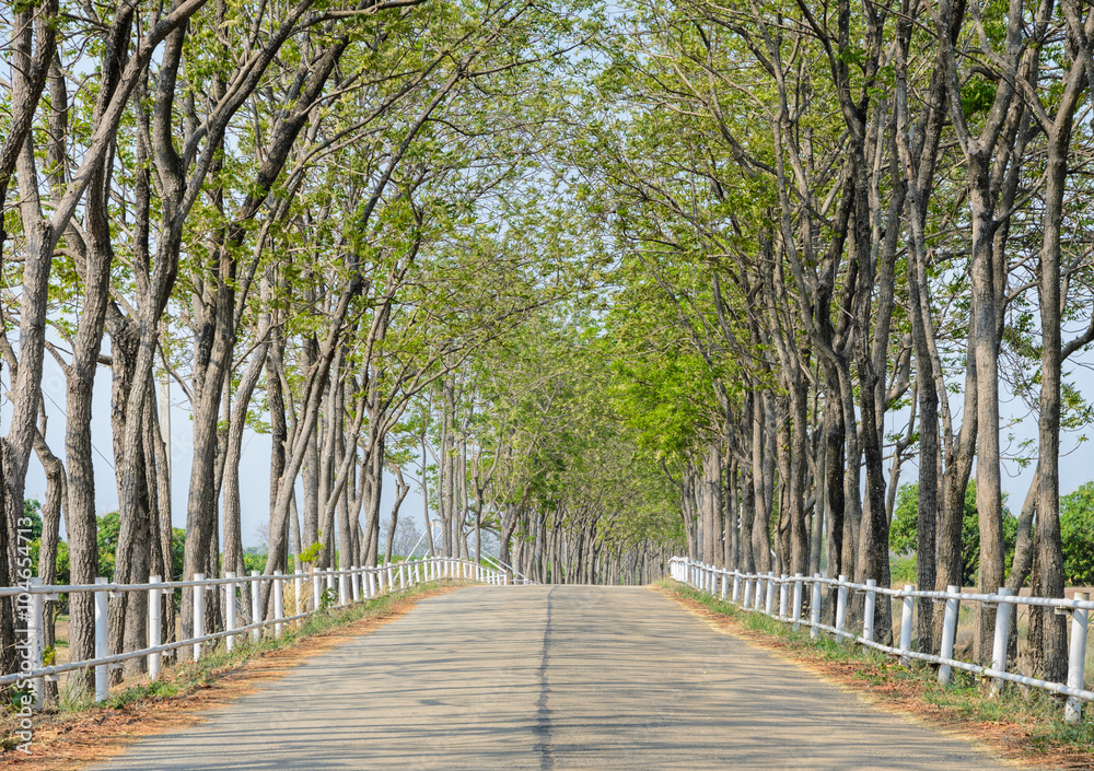 Tree lined road to farm