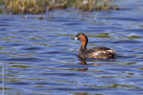 Lesser Grebe swimming on a pond looking for food