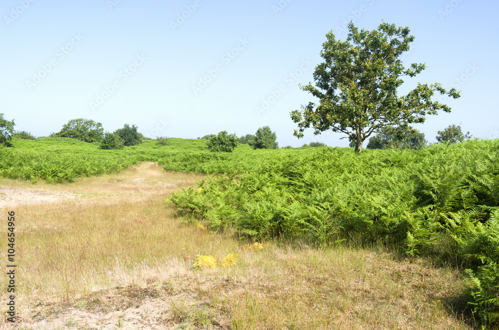 Dunes with ferns. Dunes with ferns.